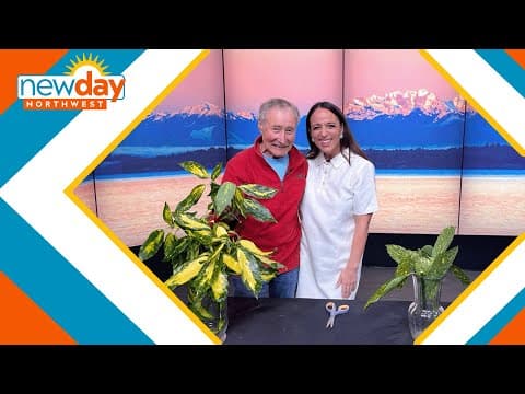 Aucuba plants are perfect for those dry shade spots - New Day NW