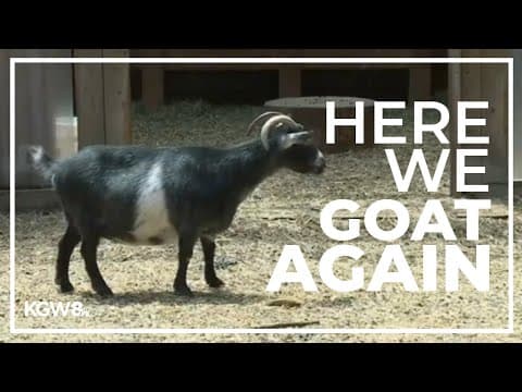Portland’s beloved Belmont Goats may be on the move again, this time to a castle