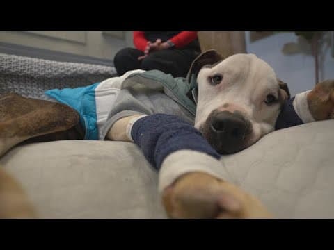 Saving Sweetness: The mission behind rescuing a stray dog