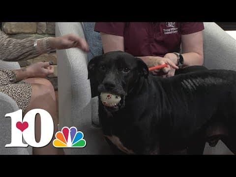 Meet the Pet of the Week: Scott