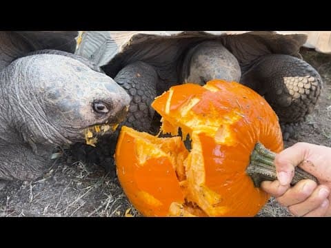 Pumpkin treats for Houston Zoo animals