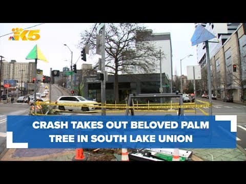 Crash takes down beloved palm tree in South Lake Union, sparking safety concerns