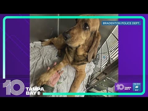 Bradenton K9 bitten by cottonmouth snake while training