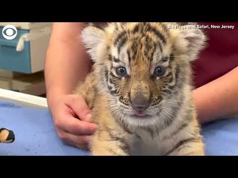 Endangered Siberian tiger cubs born at Six Flags Wild Safari in New Jersey