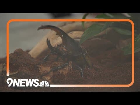 Sunrise Safari | Denver Zoo shows off Hercules beetle live on 9NEWS Mornings