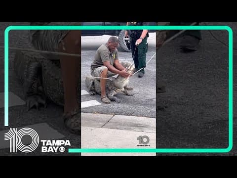 CLOSE CALL 🐊 Trapper thrown off #gator’s back, nearly bitten in #hillsboroughcounty #tampabay