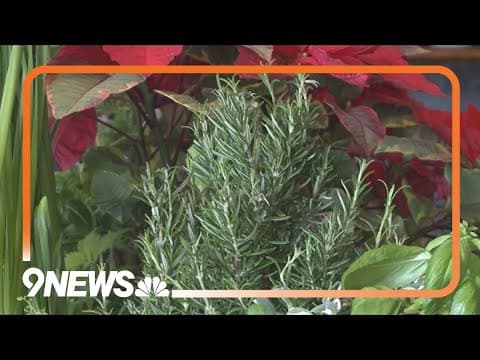 How to grow an indoor herb garden