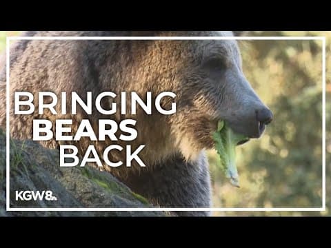 Federal government to reintroduce grizzly bears into Washington