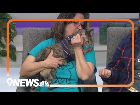 Smoky is a sweet, active cat looking for a forever home