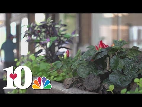 Plant, flower vandals costing downtown Knoxville business owners