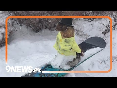 Flatiron Freddy prepares to make his prediction