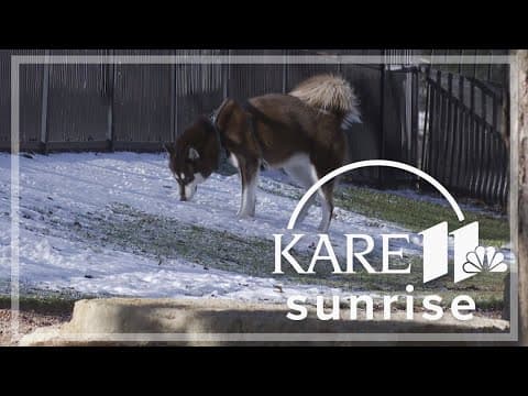 Keeping your pets safe during Minnesota's canine influenza outbreak