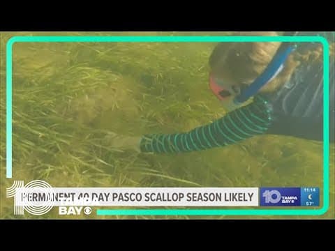 FWC staff formally recommend 40-day scalloping season in Pasco County