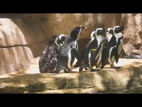 Dallas Zoo keeping animals cool on the hottest day of the year
