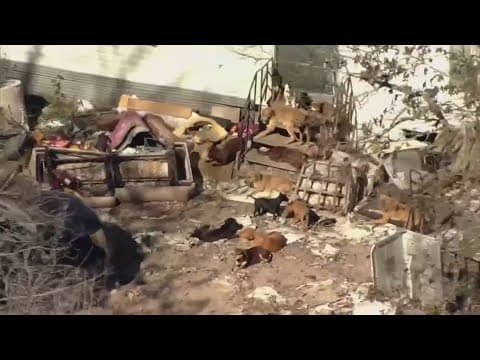 Investigation underway after viral video shows multiple dogs hurting puppy in Montgomery County