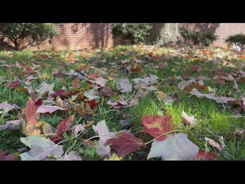 Not raking your leaves can be good for the environment | Eco9