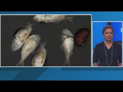 25,000 dead fish are floating in the Baltimore Harbor