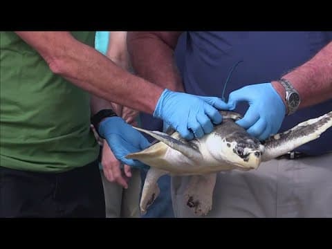 Sea turtle journeys from Gulf of Mexico to Netherlands and back to Texas