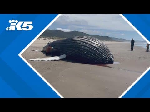 Dead humpback whale washes ashore in Oregon