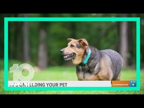 Tips on feeding your pet to help them live an even happier, healthier life