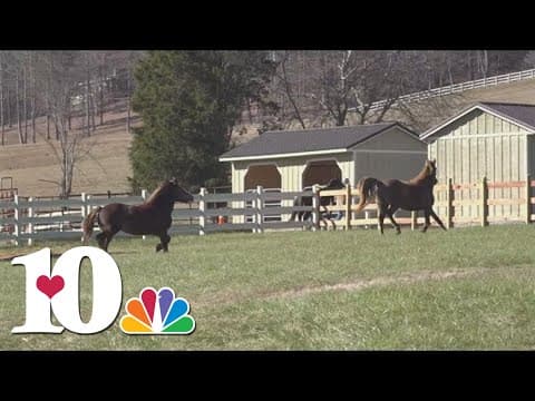 Horse Haven of Tennessee finds new, forever home
