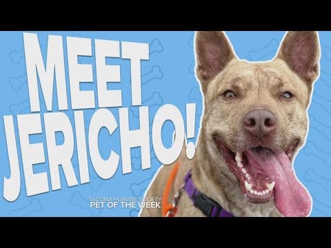 Pet Rescue of the Week: Jericho