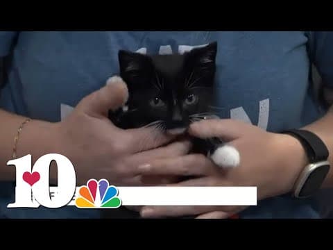 Meet Pet of the Week: Jack