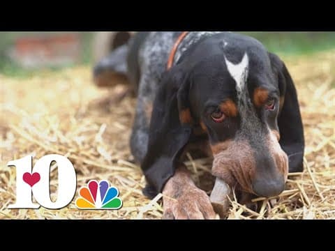 Smokey XI will only run through the 'T' this football season, forgoing other gameday traditions