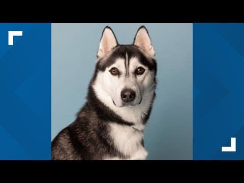 Pets of the Week: 10-4-2025