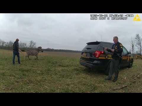 Zebra bites, injures owner's arm before it's fatally shot by sheriff's deputy