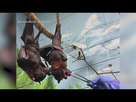 San Antonio Zoo welcomes Malayan Flying Foxes, also known as Fruit Bats