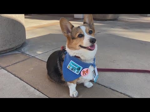 San Diego Humane Society ends hold on owner surrenders