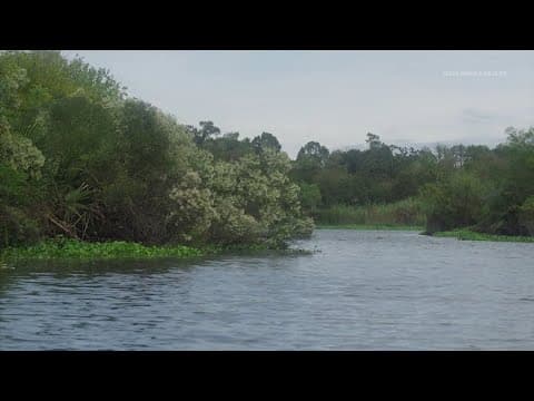 Remains of Clear Lake woman found in jaws of alligator after she was reported missing