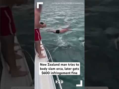New Zealand man tries to body slam orca, later gets $600 infringement fine