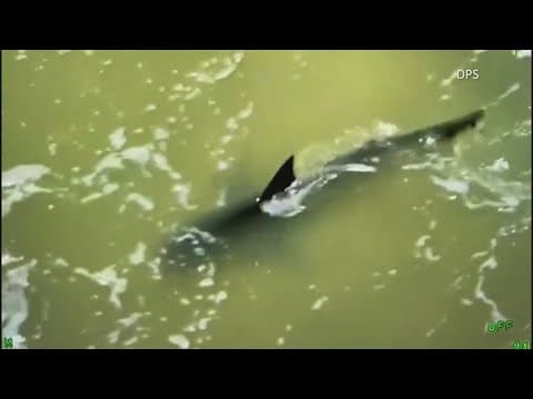 Multiple shark attacks reported on South Padre Island during July Fourth celebrations