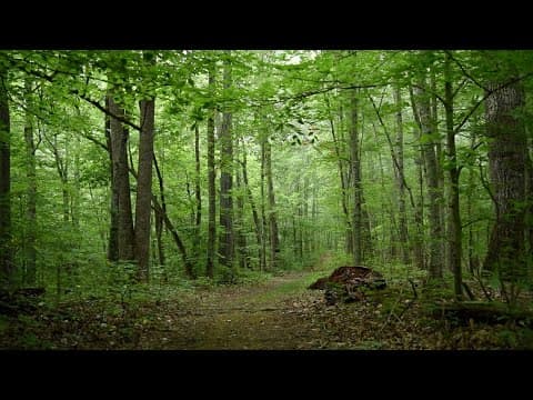 Sights and sounds from Andrews Ridge Trail at Norris Dam State Park