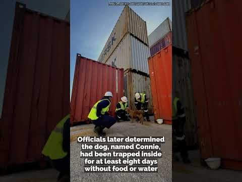Dog trapped in shipping container rescued after eight days #shorts