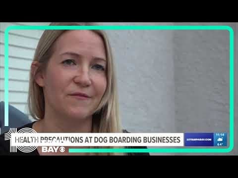 Tampa Bay dog boarding facilities take extra precautions as highly contagious respiratory illness sp