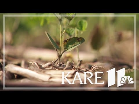 Minnesota soybean farmers waiting with bated breath as a trade war with China hangs in the balance