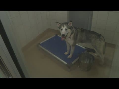 300 animals in need of foster homes as Montgomery County shelter loses AC