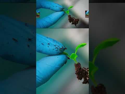 The treatment uses nanoparticles from the cowpea mosaic virus, which infects black-eyed pea plants.