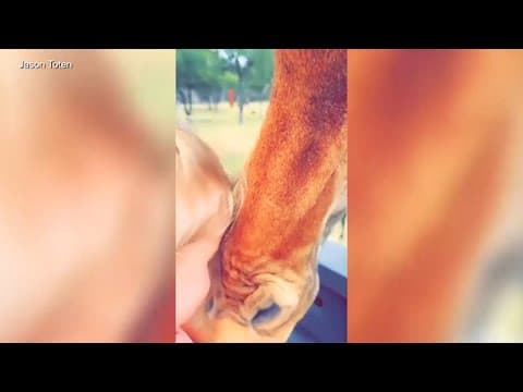 Giraffe snatches toddler during Texas drive-thru safari