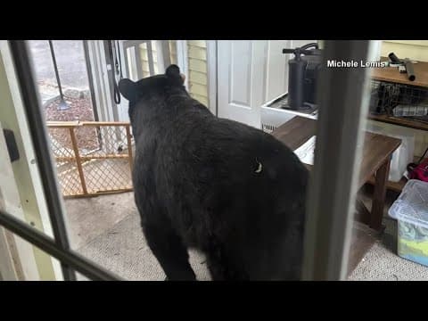 Bear breaks into Connecticut home