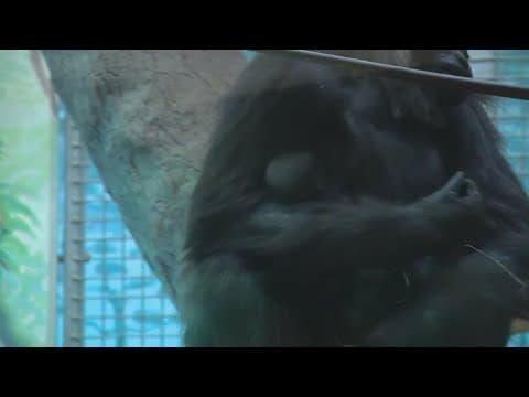 New baby gorilla makes its debut at Columbus Zoo