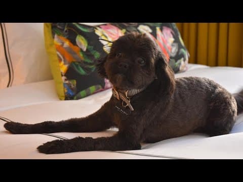 Celebrate National Dog Day at The Darcy Hotel