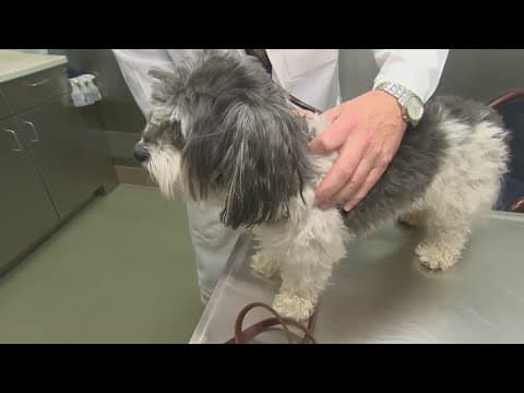 An unusual canine respiratory illness is spreading in several states