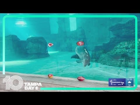 Nicholas the dolphin picks the 49ers — and Taylor Swift