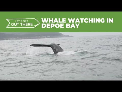 Depoe Bay whale tours offer rare, close-up views of gray whales feeding near shore