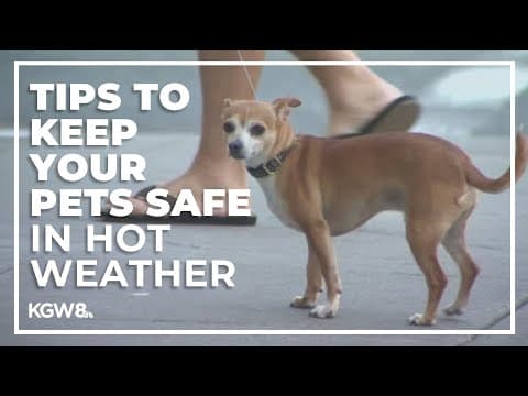 How you can keep your pets safe during extreme heat amid the Fourth of July
