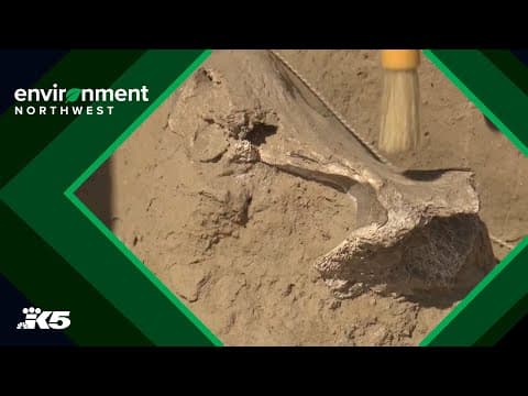 Tri-Cities volunteers slowly digging up mammoth remains